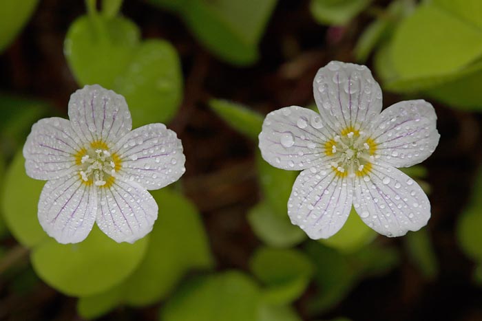 Wood-sorrel Oxalis acetosella zajčja deteljica_MG_6481-1.jpg