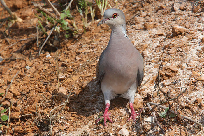 Turtle dove Streptopelia turtur divja grlica_MG_1709-1.jpg