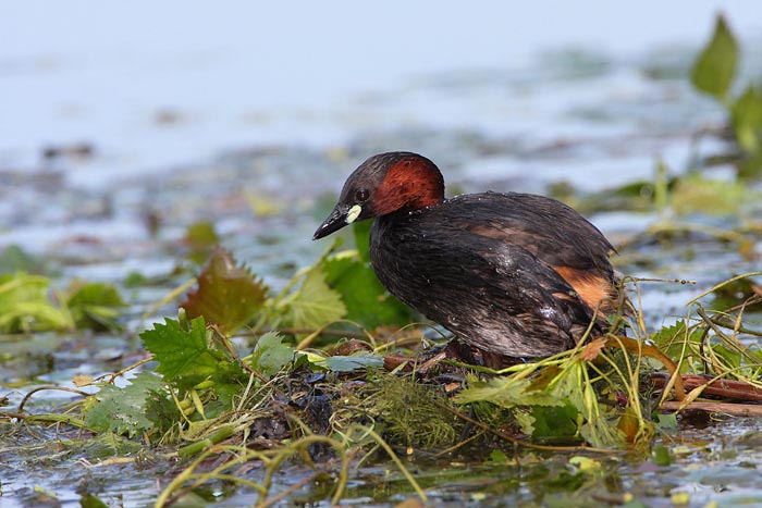 Little grebe Tachybaptus ruficollis mali ponirek_MG_1452-1.jpg