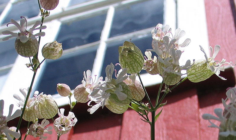 Flowers by the window