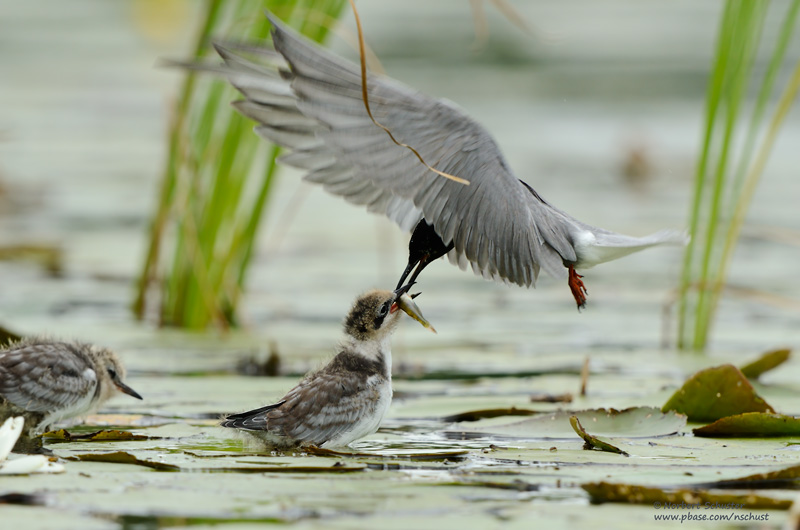 Adult Black Tern Feeding Its Chick