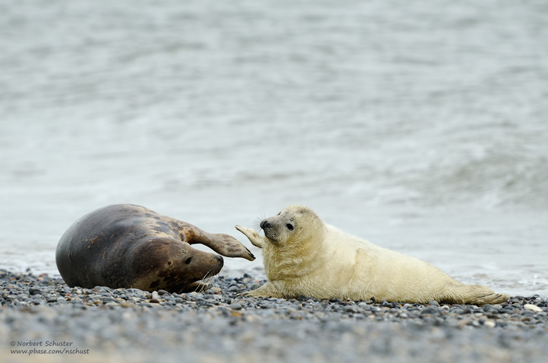 Mother With Pup