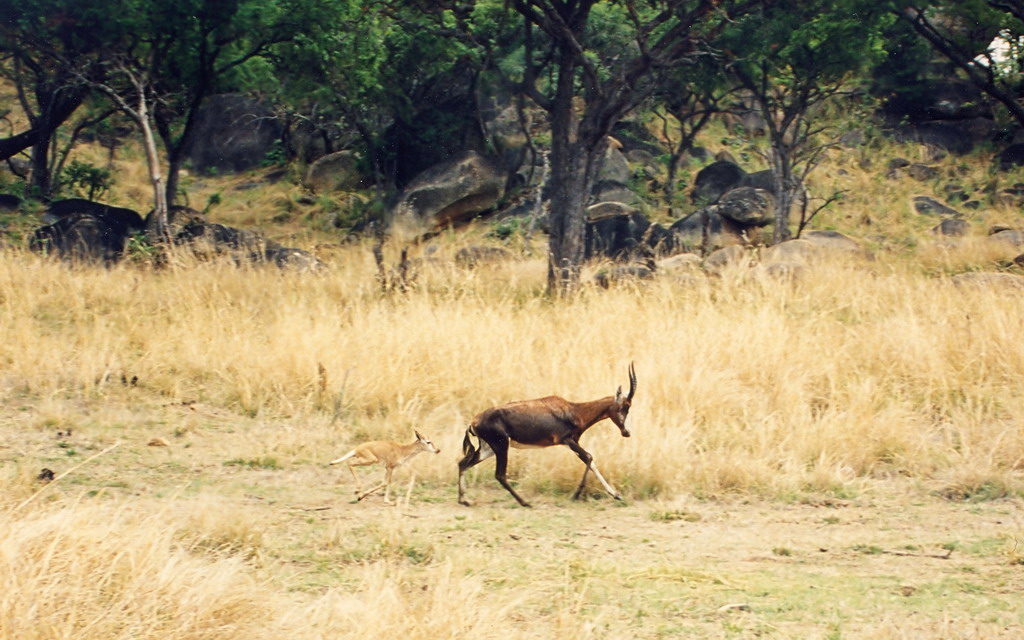 Antelope with Calf