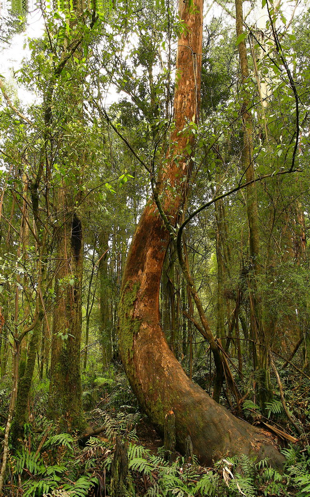 Boomerang Tree.jpg