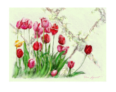 Tulips