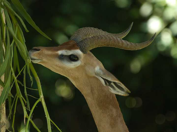 Gerenuk.jpg