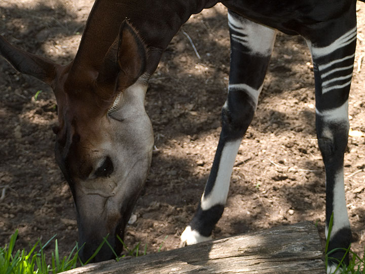 Okapi.jpg