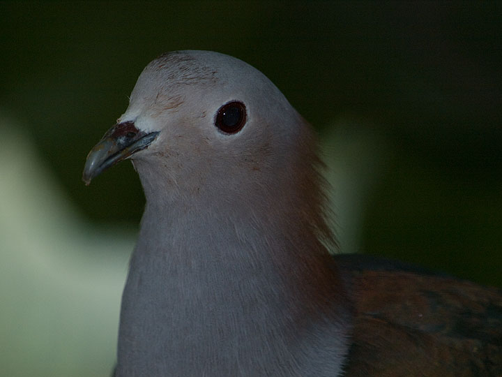 JS156437.jpg