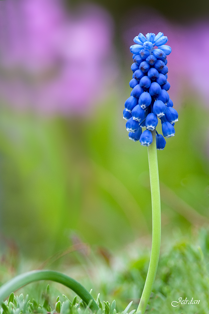 Grape Hyacinth - Muscari