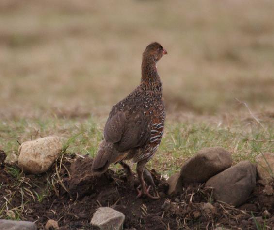 172. Chestnut-naped Francolin 3 (Bale).jpg