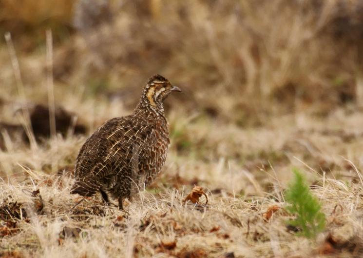 174. Common Quail (Gaysay 22 Apr 08).jpg