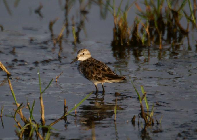 278. Little Stint 2 Wenney (18 Apr 09).jpg