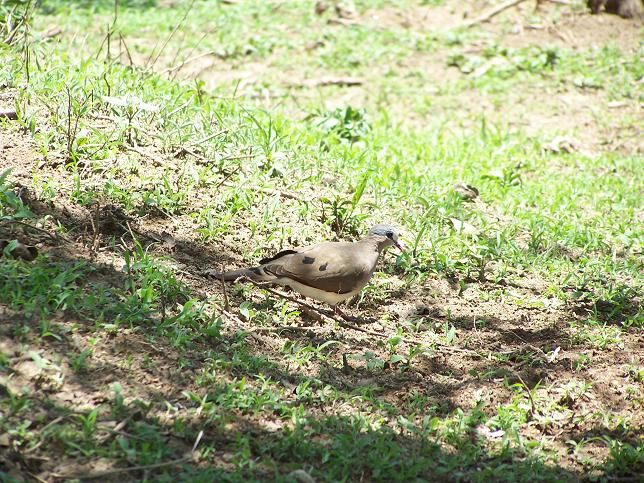 336. Blue-spotted Wood-Dove (Wenney 07).jpg