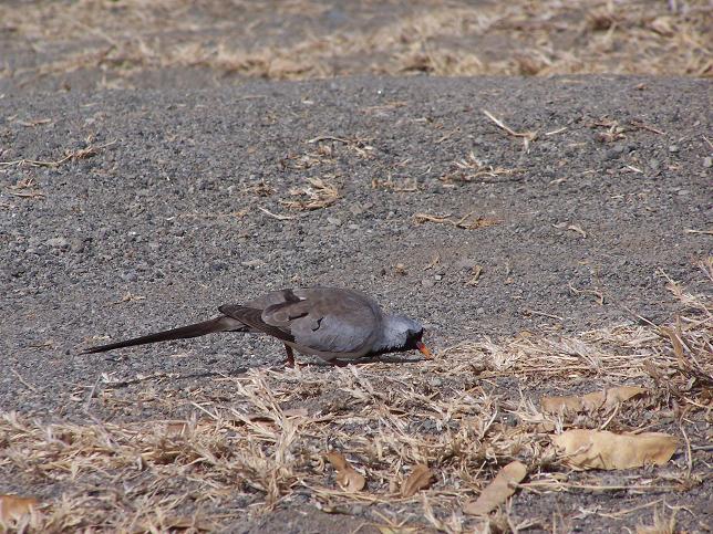 338. Namaqua Dove (Langano 8 to 9 Mar 08).jpg