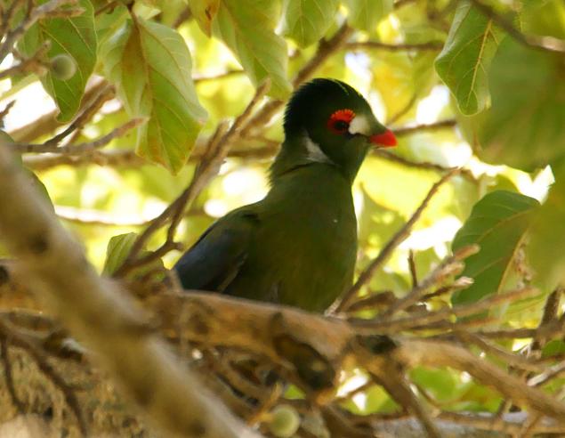 347. White-cheeked Turaco 3 Wenney (19 Apr 09).JPG