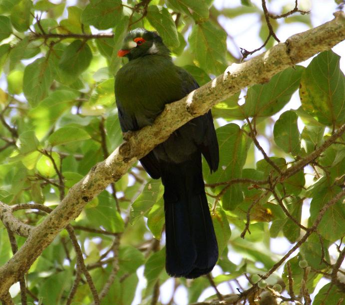 347. White-cheeked Turaco Wenney (19 Apr 09).jpg