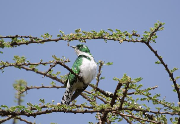 359. Klaass Cuckoo 1 (Langano).jpg