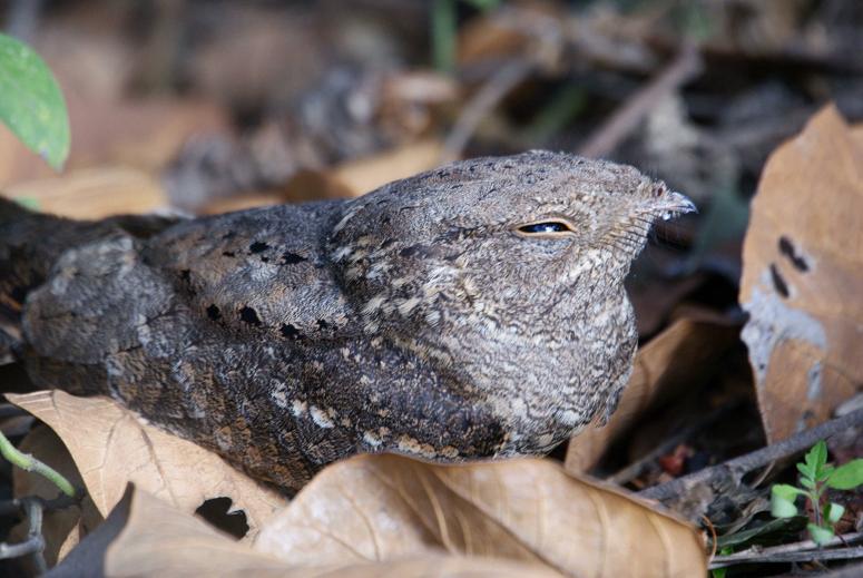394. Star-spotted Nightjar Wenney (17 Apr 09) (2).JPG