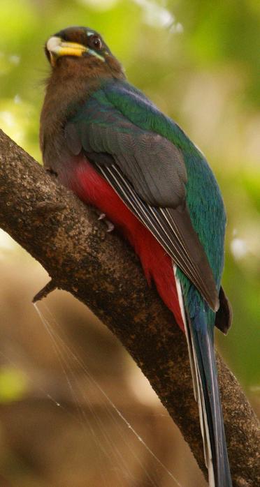 415. Narina Trogon 2 Wenney (18 Apr 09).jpg