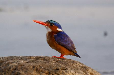 417. Malachite Kingfisher 1 Wenney (18 Apr 09) (2).JPG