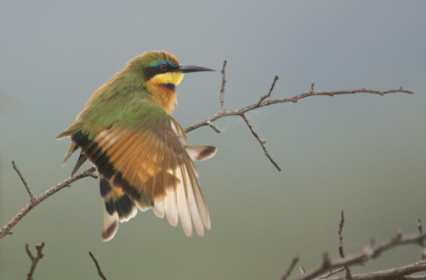 427. Little Bee-eater 2 (Aba Minch 21 Oct 08).jpg
