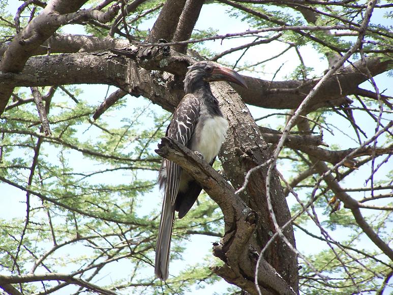 453. Hemprichs Hornbill (Langano Aug 07) 9.jpg