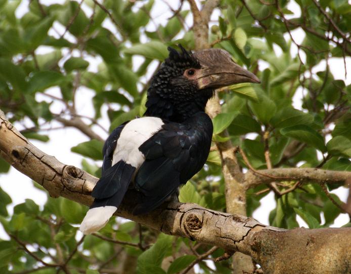 455. Silvery-cheeked Hornbill Wenney 2 (17 Apr 09).jpg