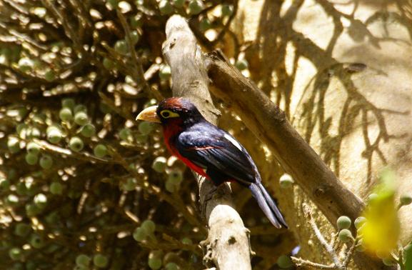 464. Double-toothed Barbet Wenney (19 Apr 09) (2).JPG