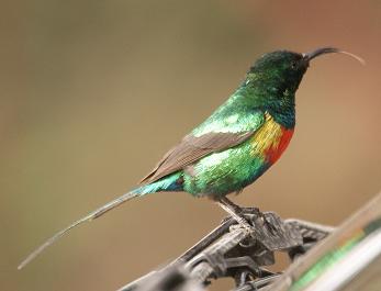 733. Beautiful Sunbird 2 (Langano).JPG