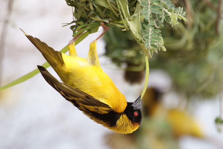 828. Village Weaver Langano (12 Sep 08) 3.JPG