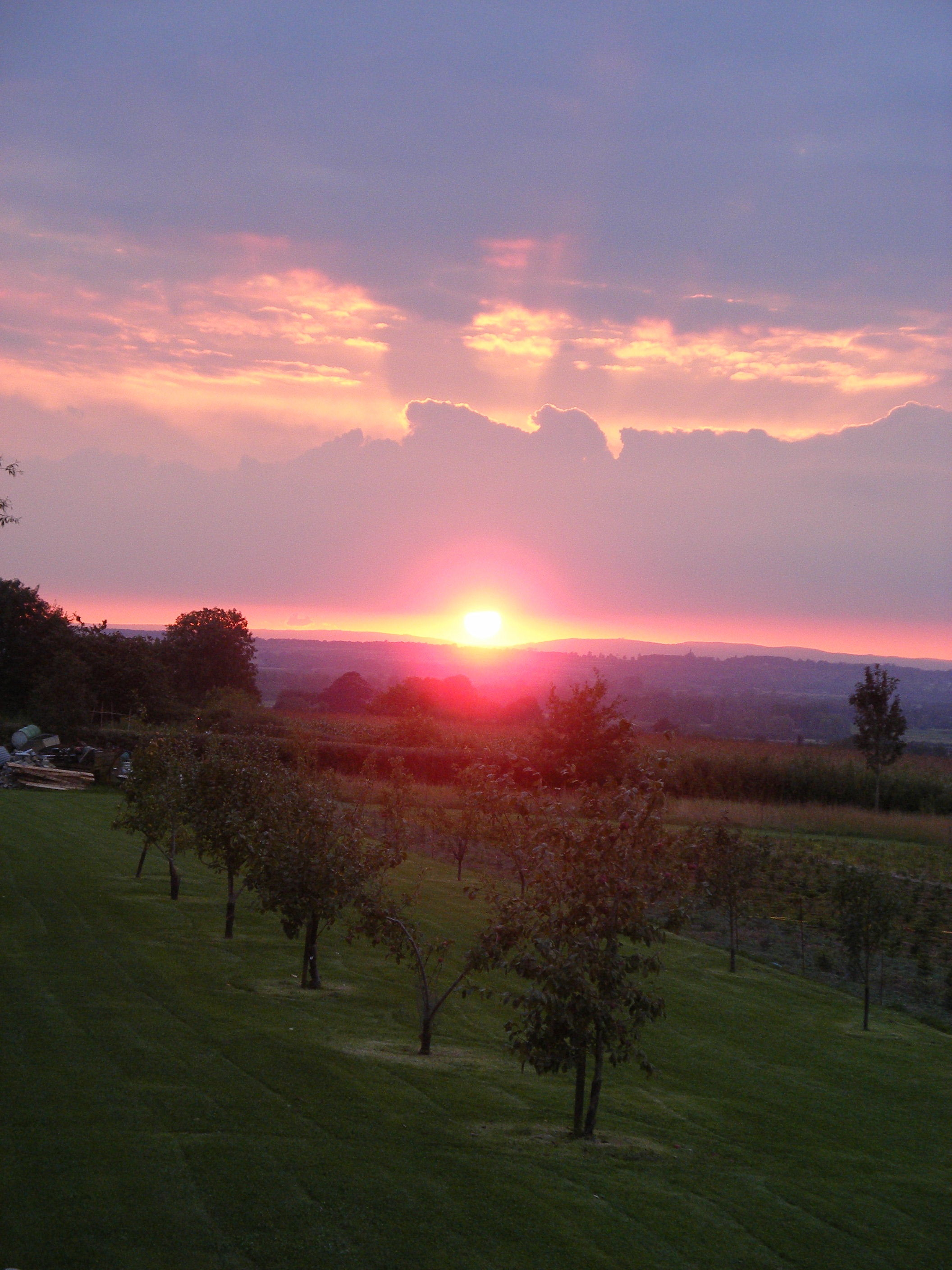 Orchard at Sunset