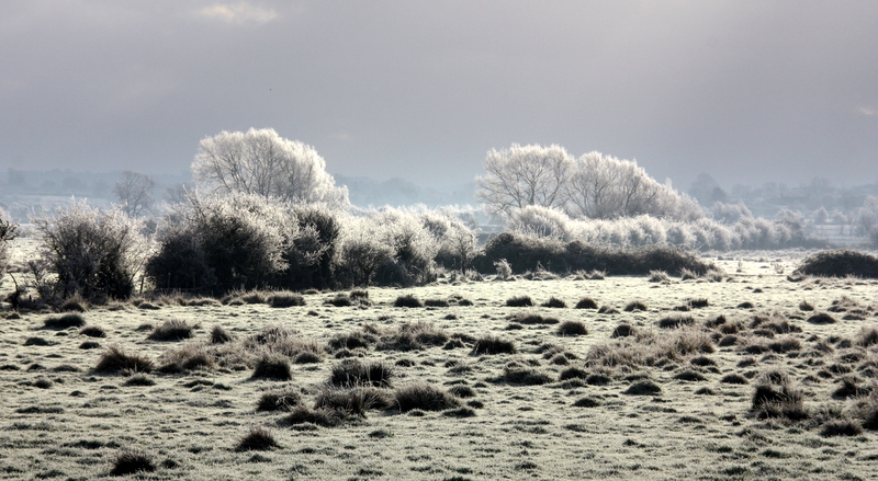 Frosty morning