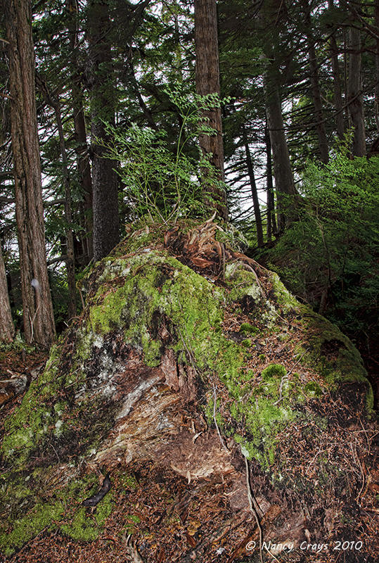 Whale Park, Sitka