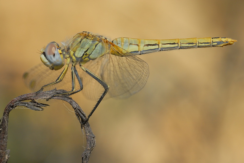 DSC_0111.JPG