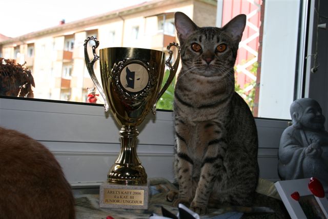 SVERAK/FIFe<br>4th Best Kitten/Junior kat.lll 2006