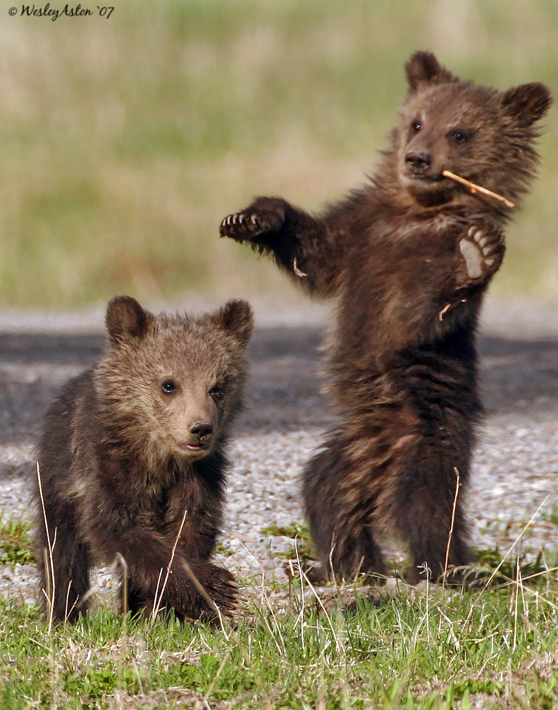 Grizzly Cubs