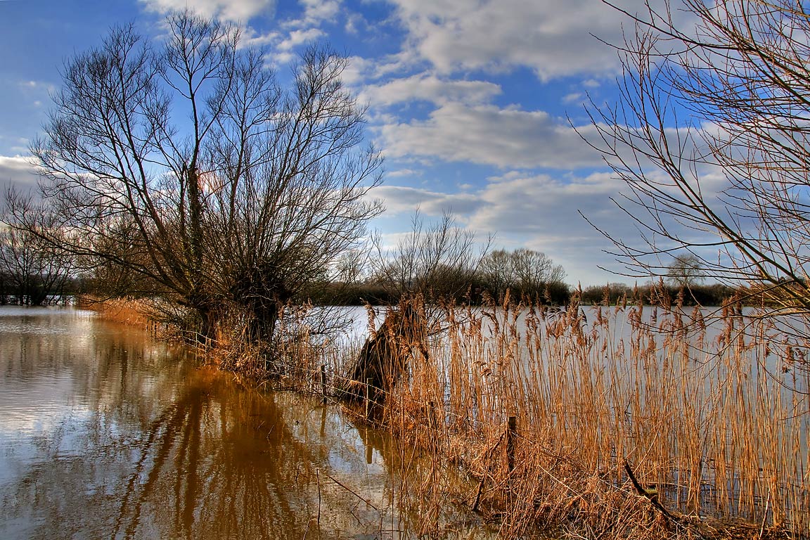 Rushes and reflections, Muchelney