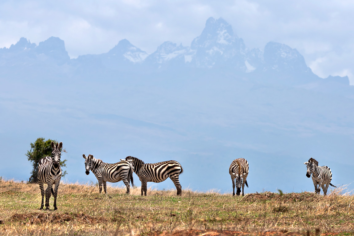 Zebra with Mount Kenya beyond
