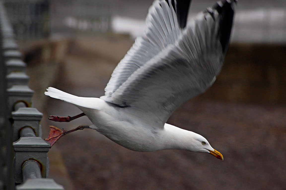 We have lift off, Sidmouth