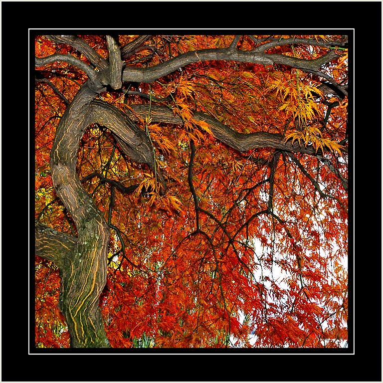 Red acer, Montreux