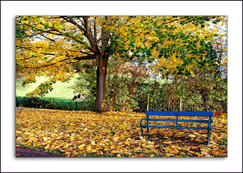 Blue bench and tree, Wells