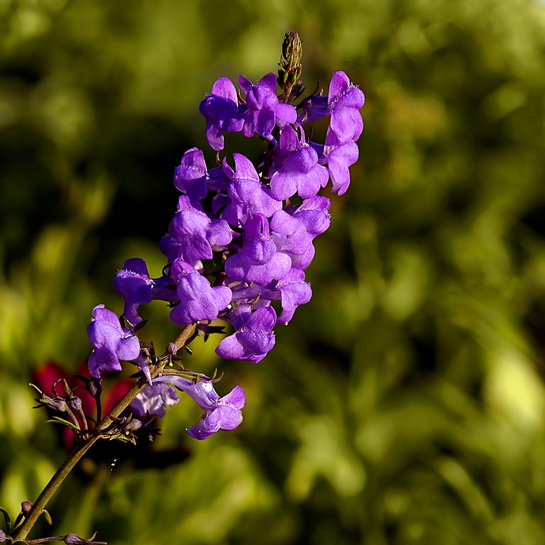 Lilac on green