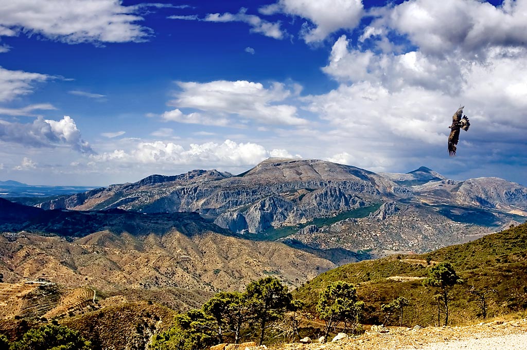 Eagle and mountains, Andalucia