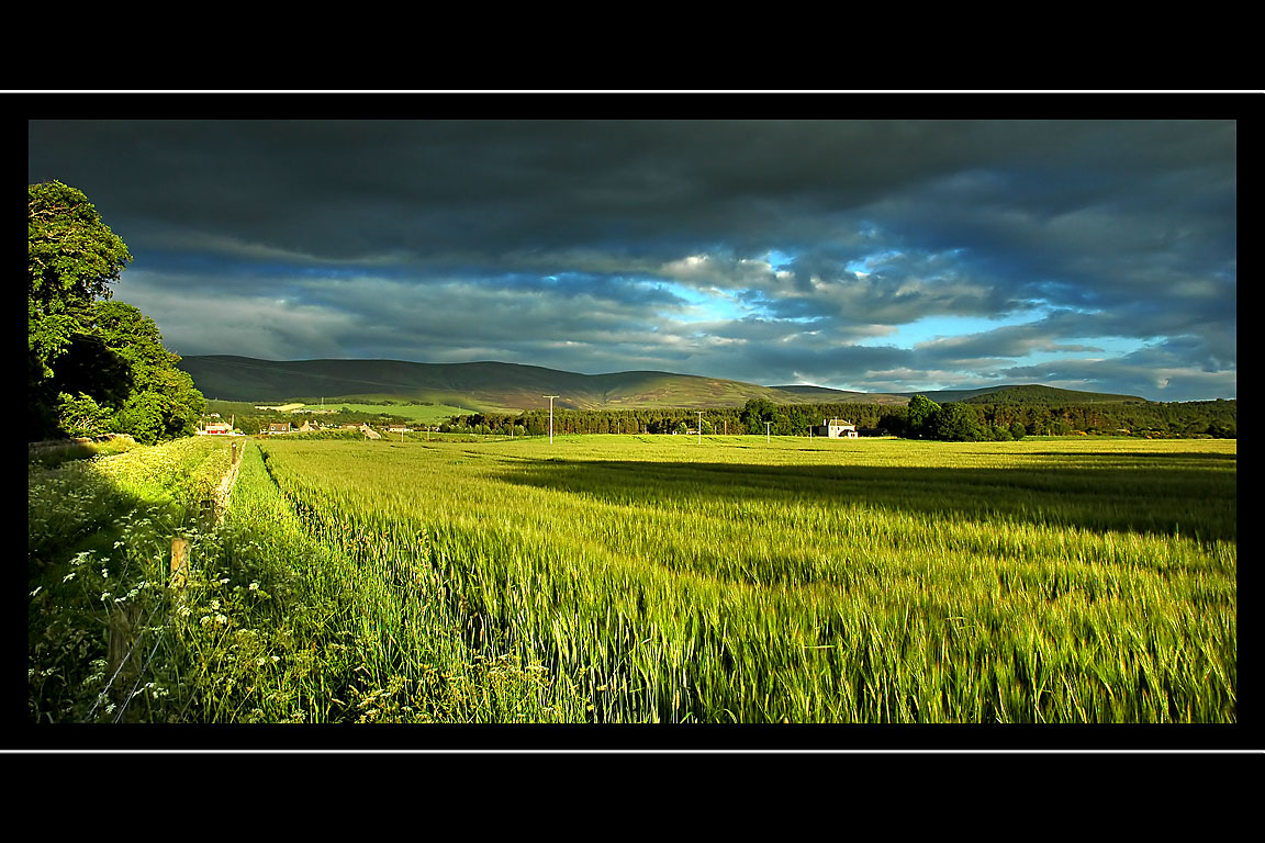 Field of grain, Cromdale (1909)