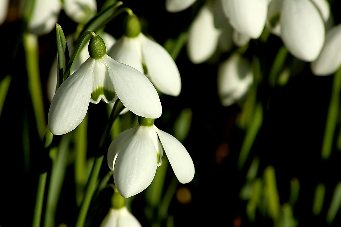 Snowdrops, East Lambrook Manor Gardens