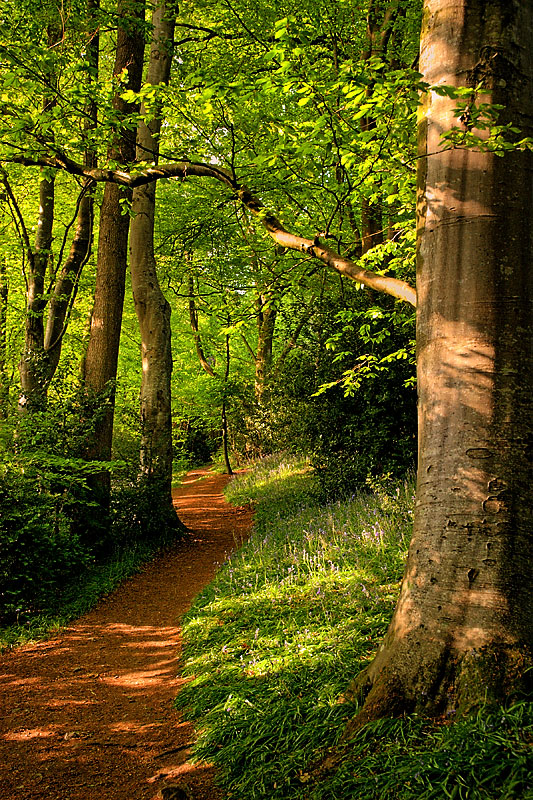 Path through Wayford Woods, Crewkerne (22034)