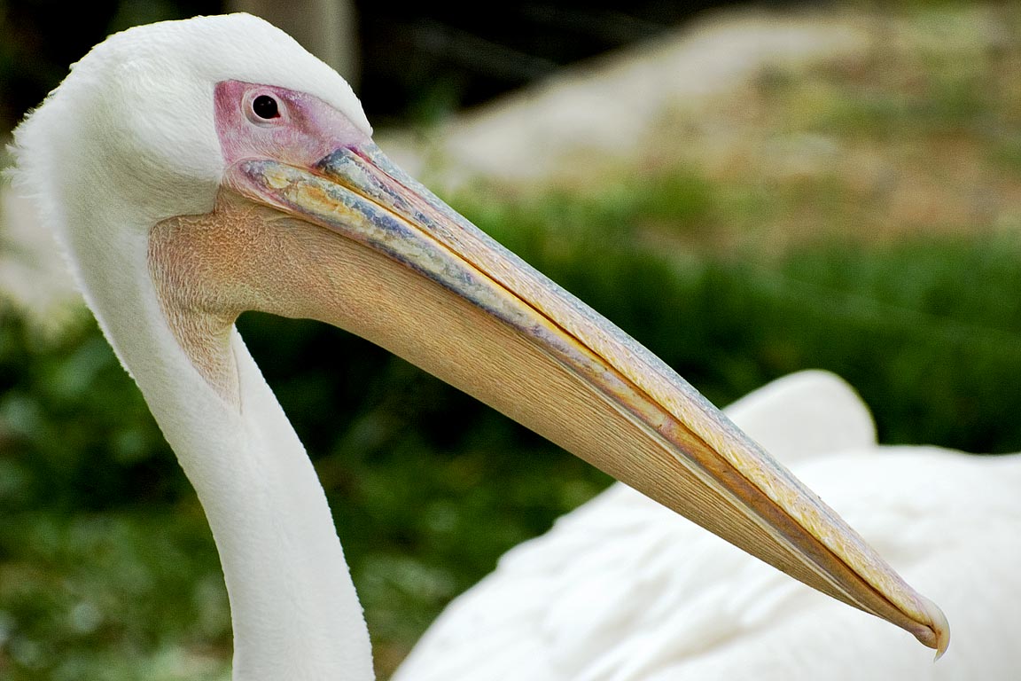 Pelican, Selwo