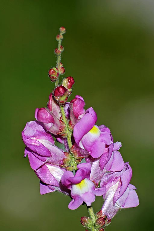 Mauve and yellow one, Grazalema