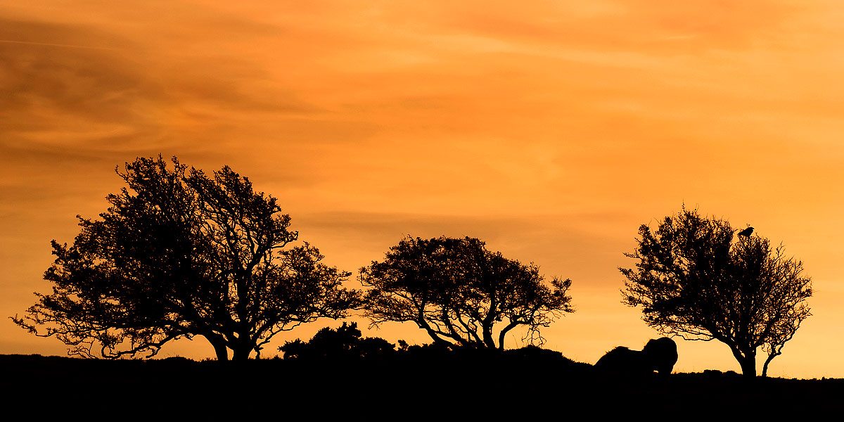 Tree line silhouette, Exmoor (3465)