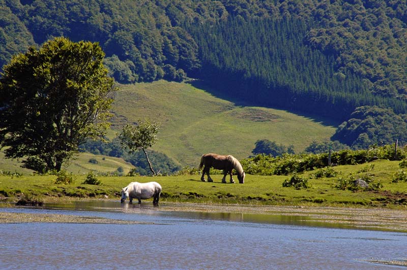 Etang de Lascourt